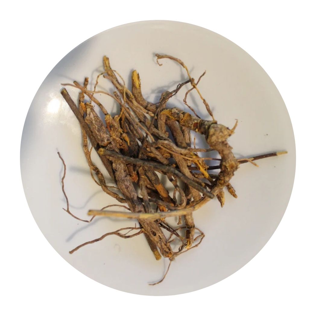 Cryptolepis Glycerite